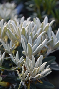 Rhodo Preyii